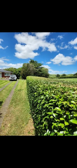 A long hedge trimmed straight beside a mown lawn and rural driveway